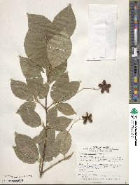 Euonymus oxyphyllus image