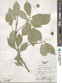 Euonymus oxyphyllus image