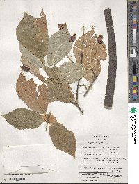 Euonymus oxyphyllus image