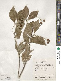 Euonymus oxyphyllus image