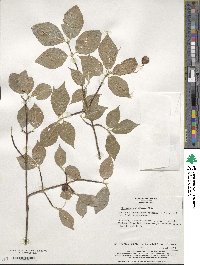 Euonymus oxyphyllus image