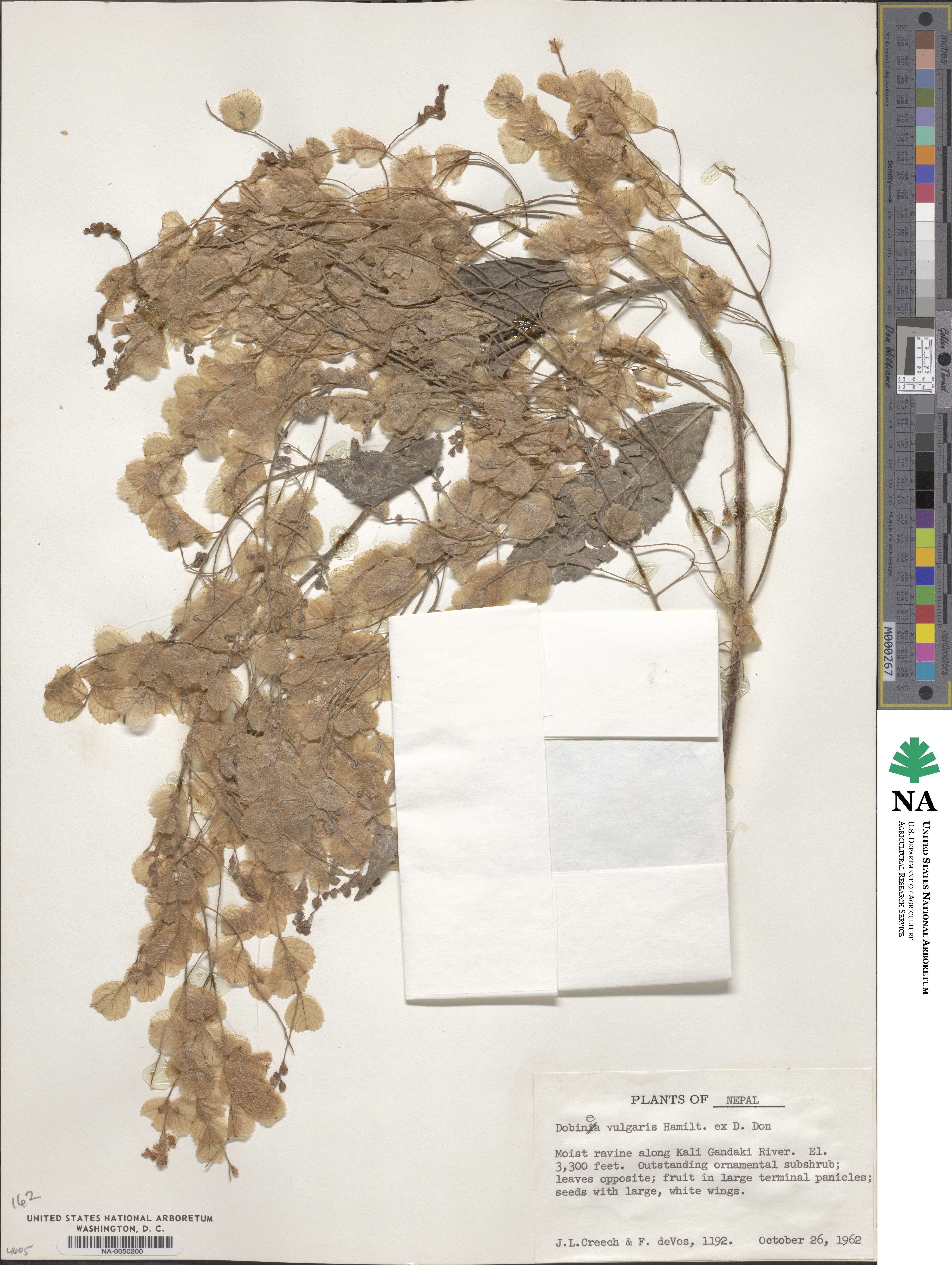 Dobinea vulgaris image