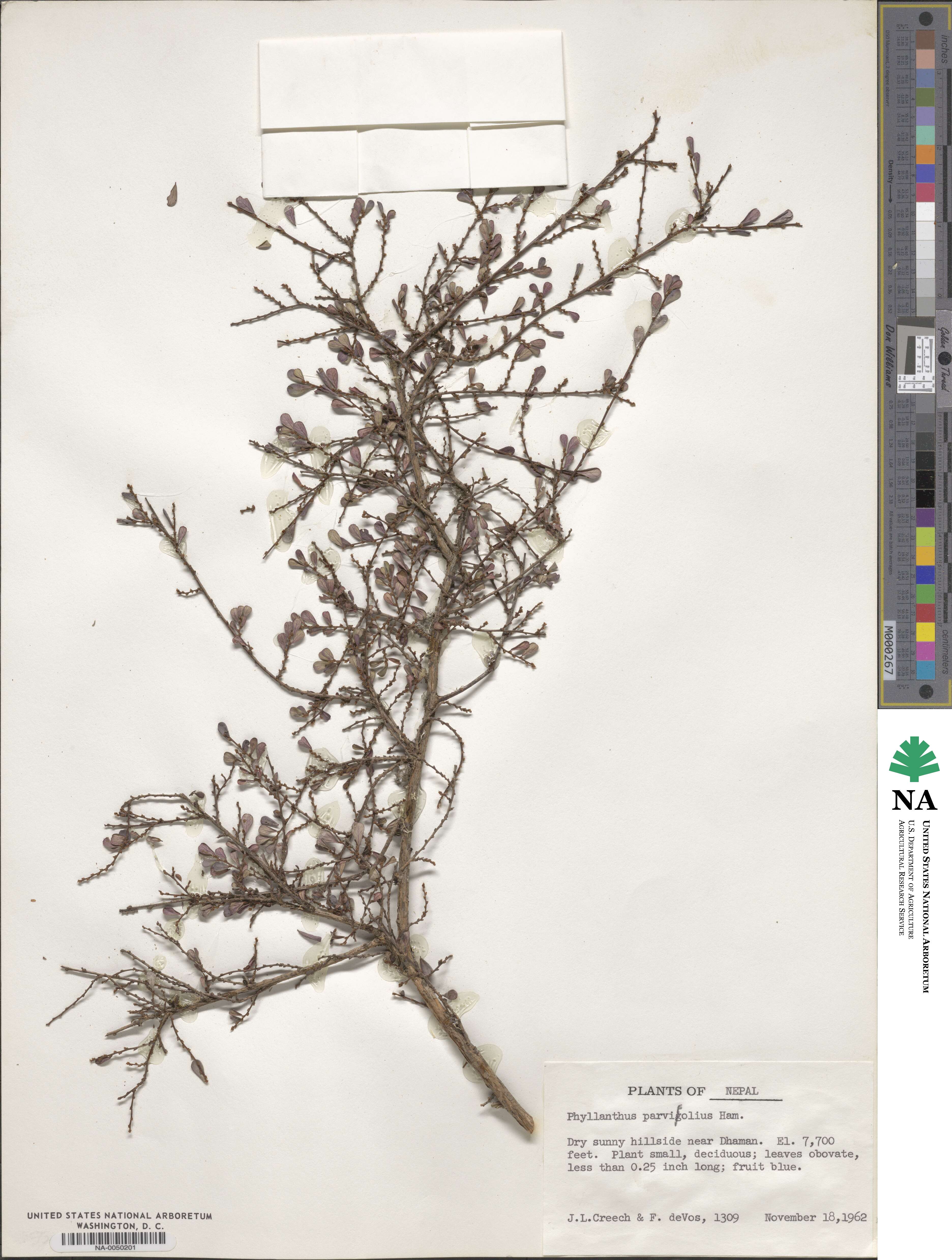 Phyllanthus parvifolius image