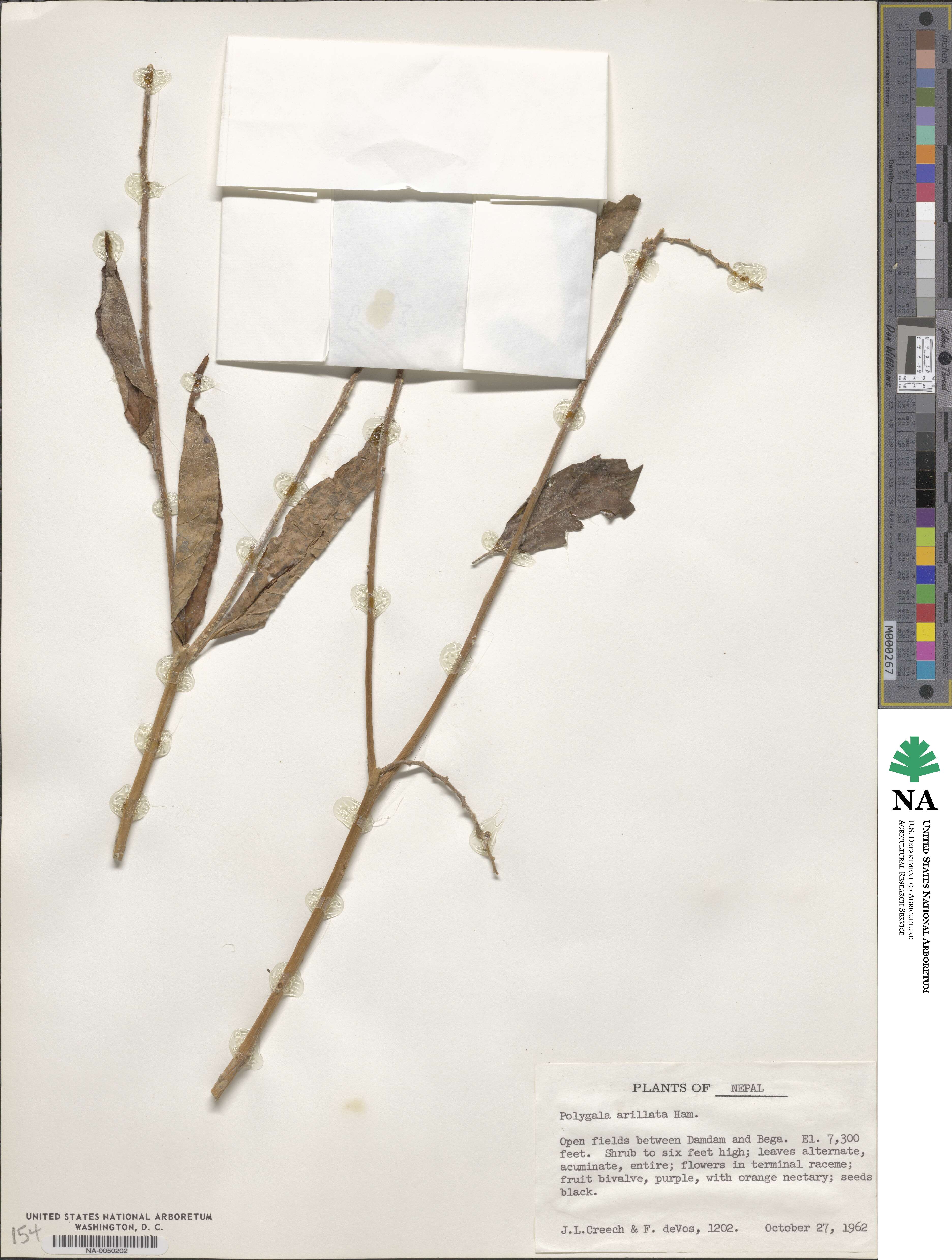 Polygala arillata image