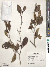 Stewartia monadelpha image