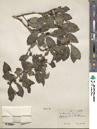 Camellia sinensis image