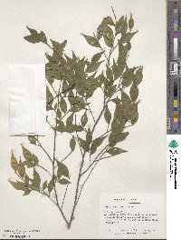 Camellia euryoides var. nokoensis image