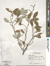 Elaeagnus umbellata image