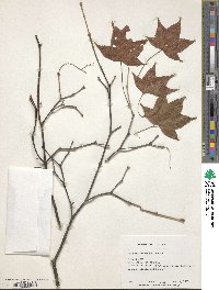 Acer caudatifolium image