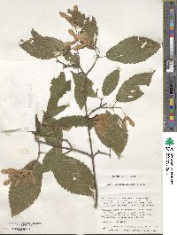 Acer carpinifolium image