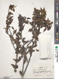 Cotoneaster acuminatus image