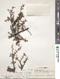 Cotoneaster microphyllus image