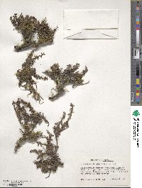 Cotoneaster microphyllus image