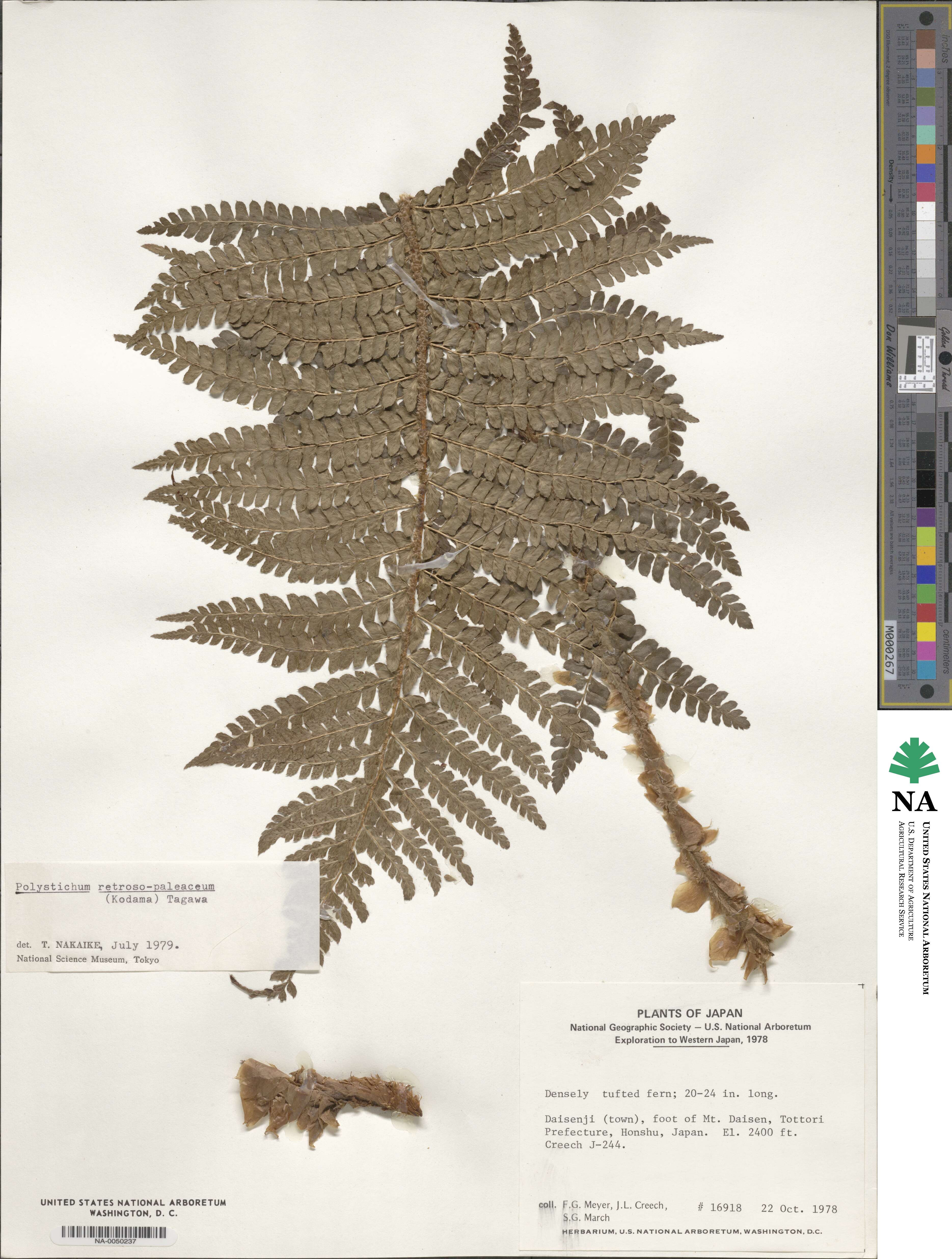 Polystichum retrosopaleaceum image