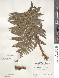 Polystichum retrosopaleaceum image