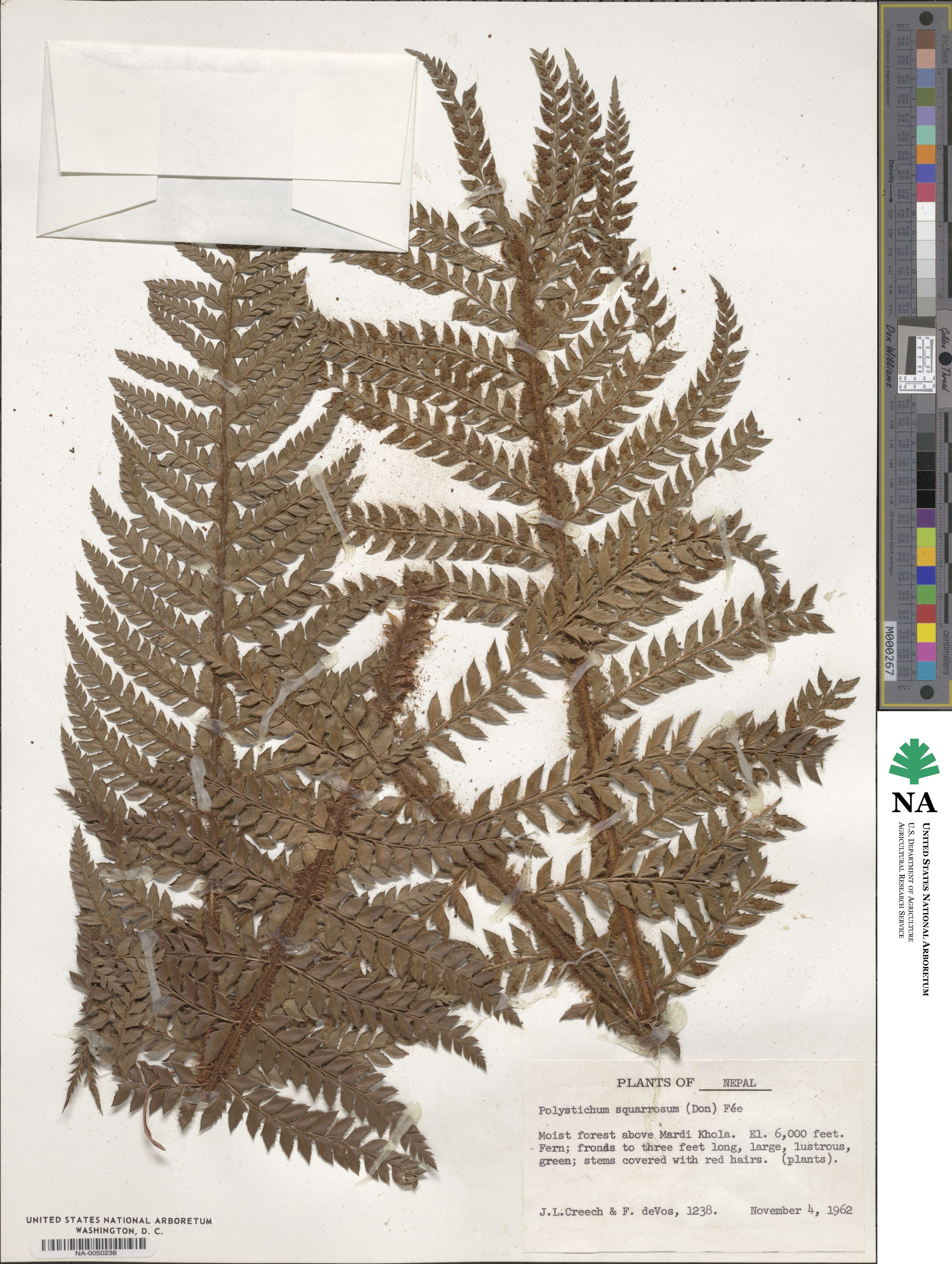 Polystichum squarrosum image