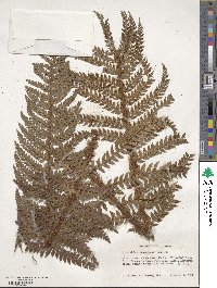 Polystichum squarrosum image