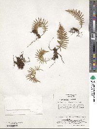 Polypodium fauriei image