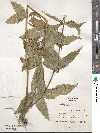 Eupatorium chinense image