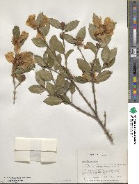 Camellia oleifera image