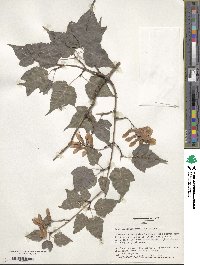 Acer crataegifolium image