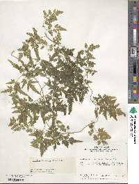 Lygodium japonicum image