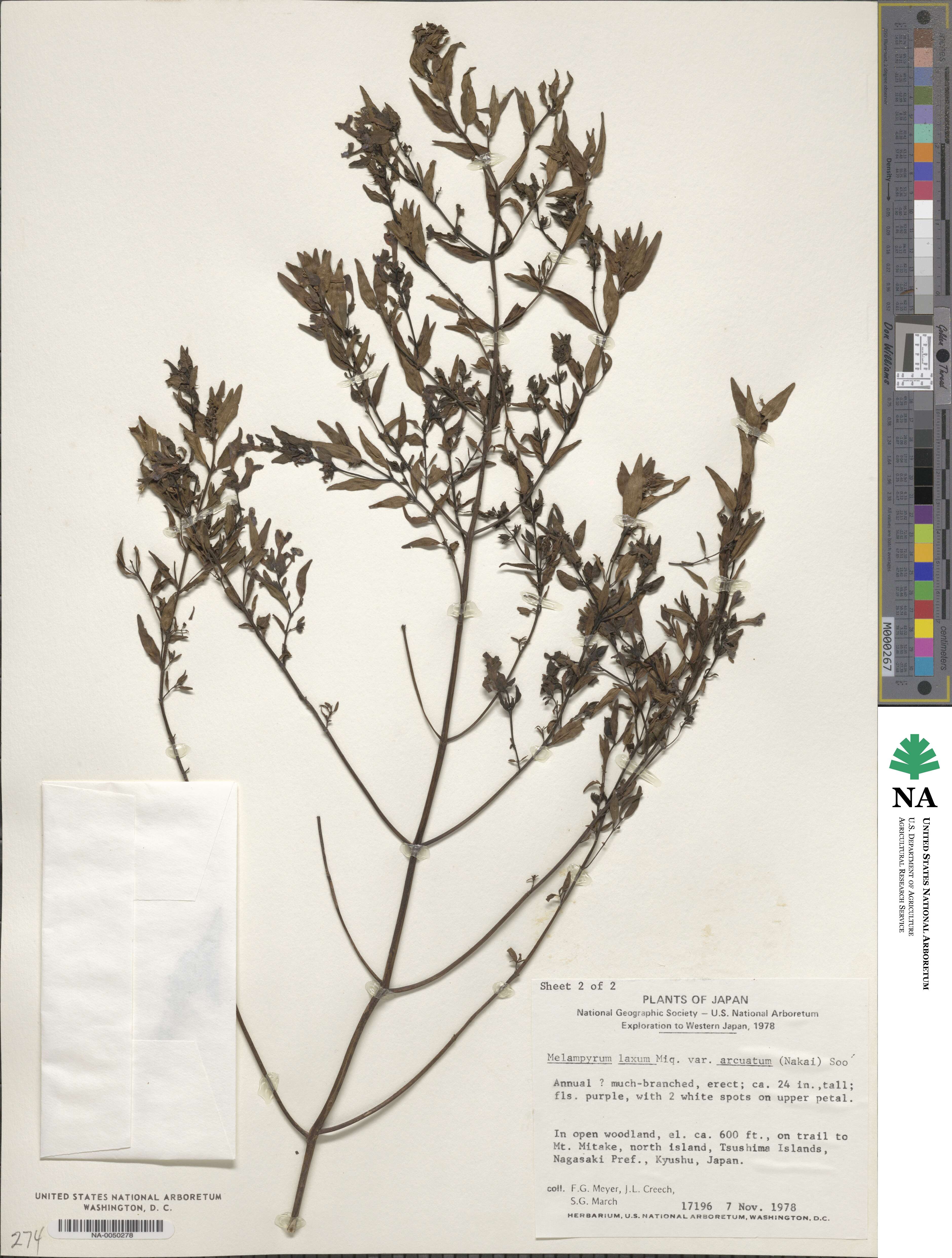 Melampyrum laxum image