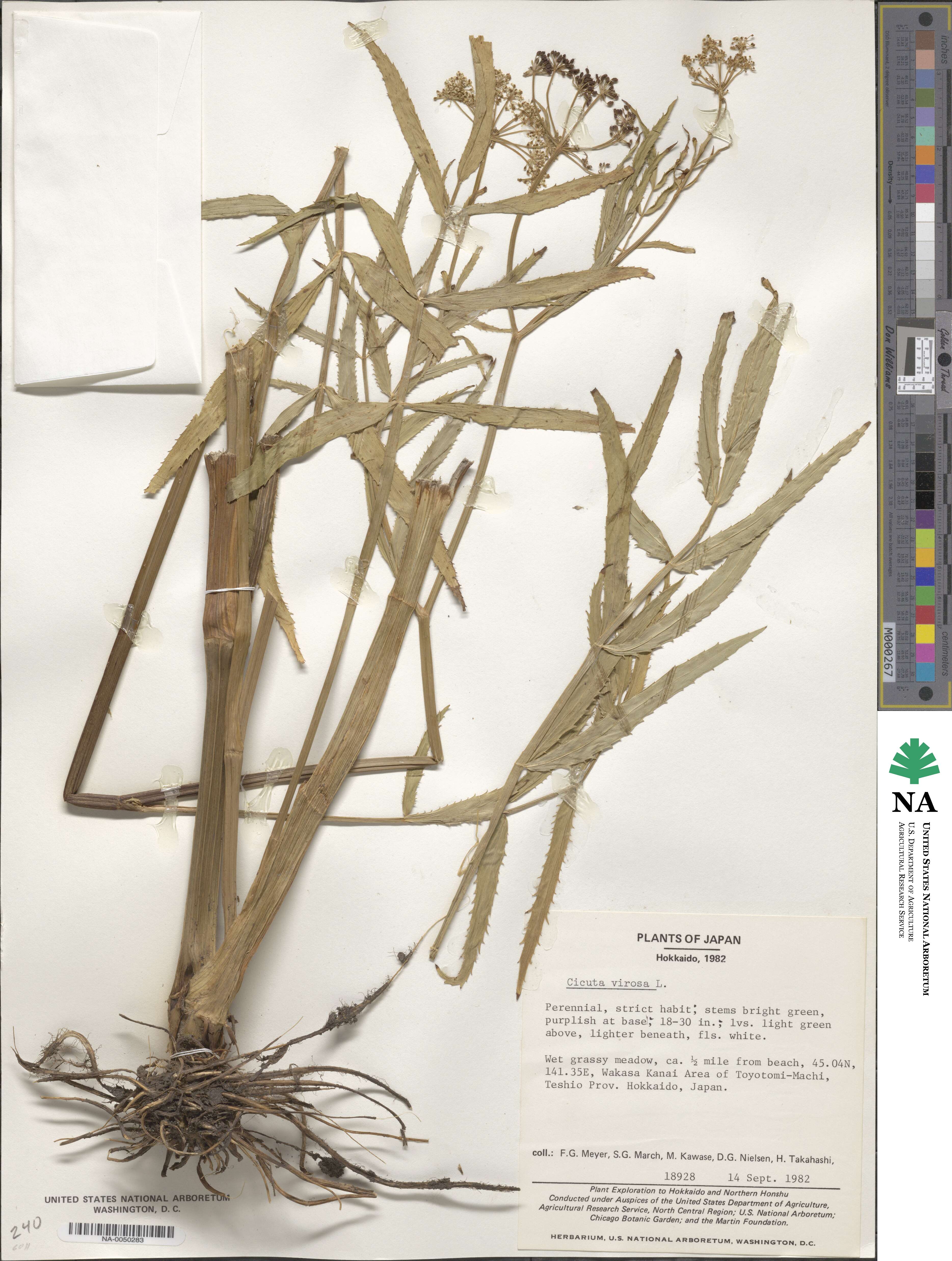 Cicuta image