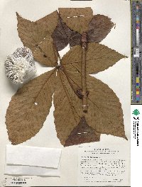 Aesculus turbinata image