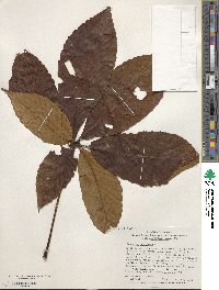 Aesculus turbinata image