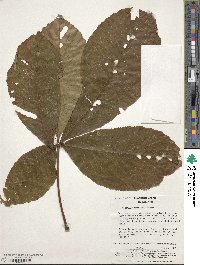 Aesculus turbinata image