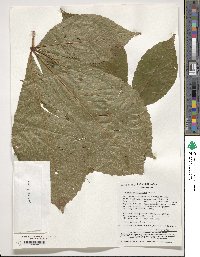 Aesculus turbinata image