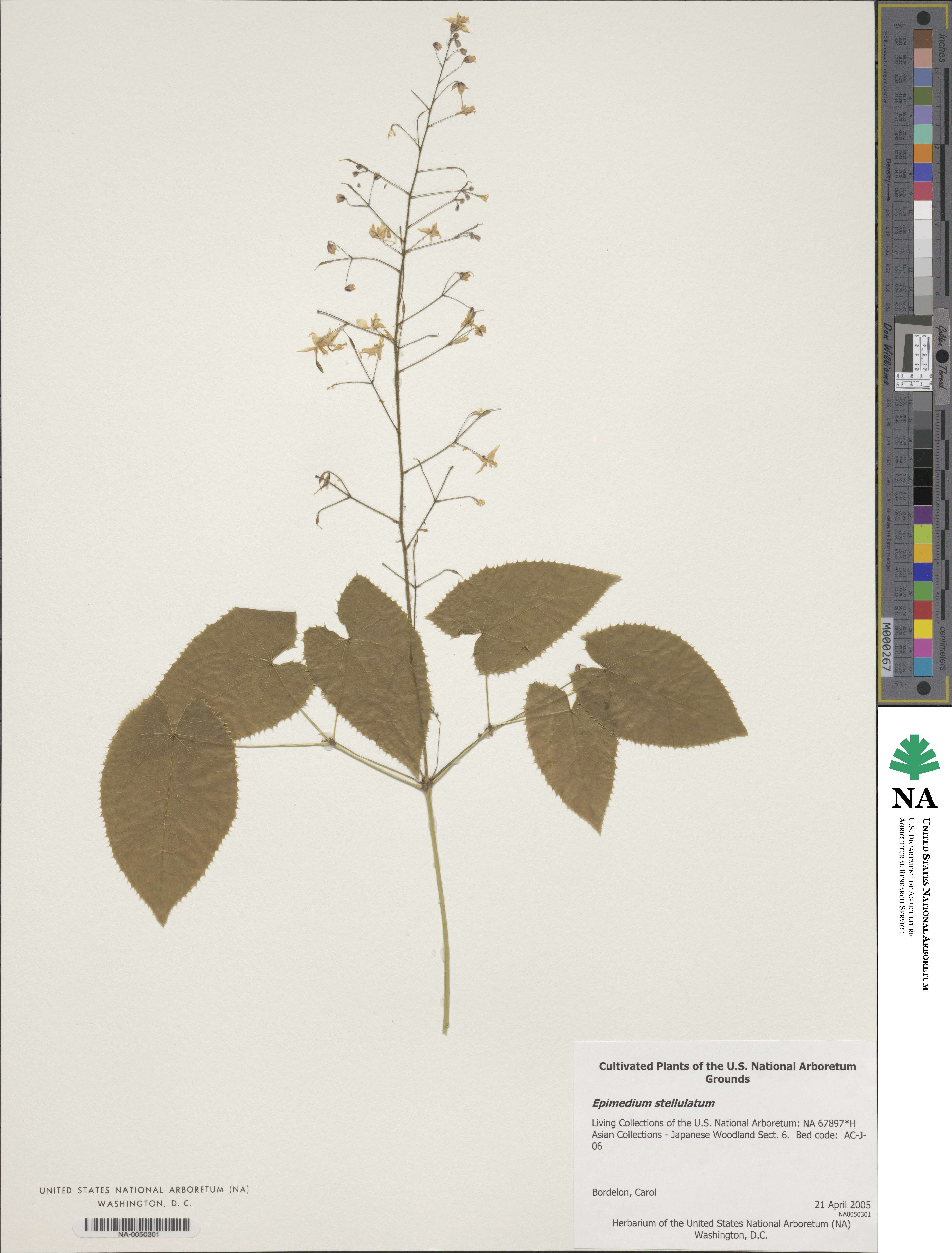 Epimedium stellulatum image