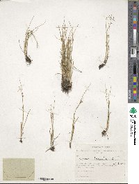 Image of Oreojuncus trifidus