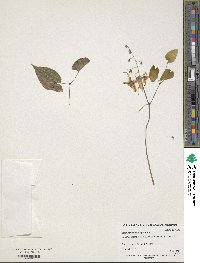 Epimedium leptorrhizum image