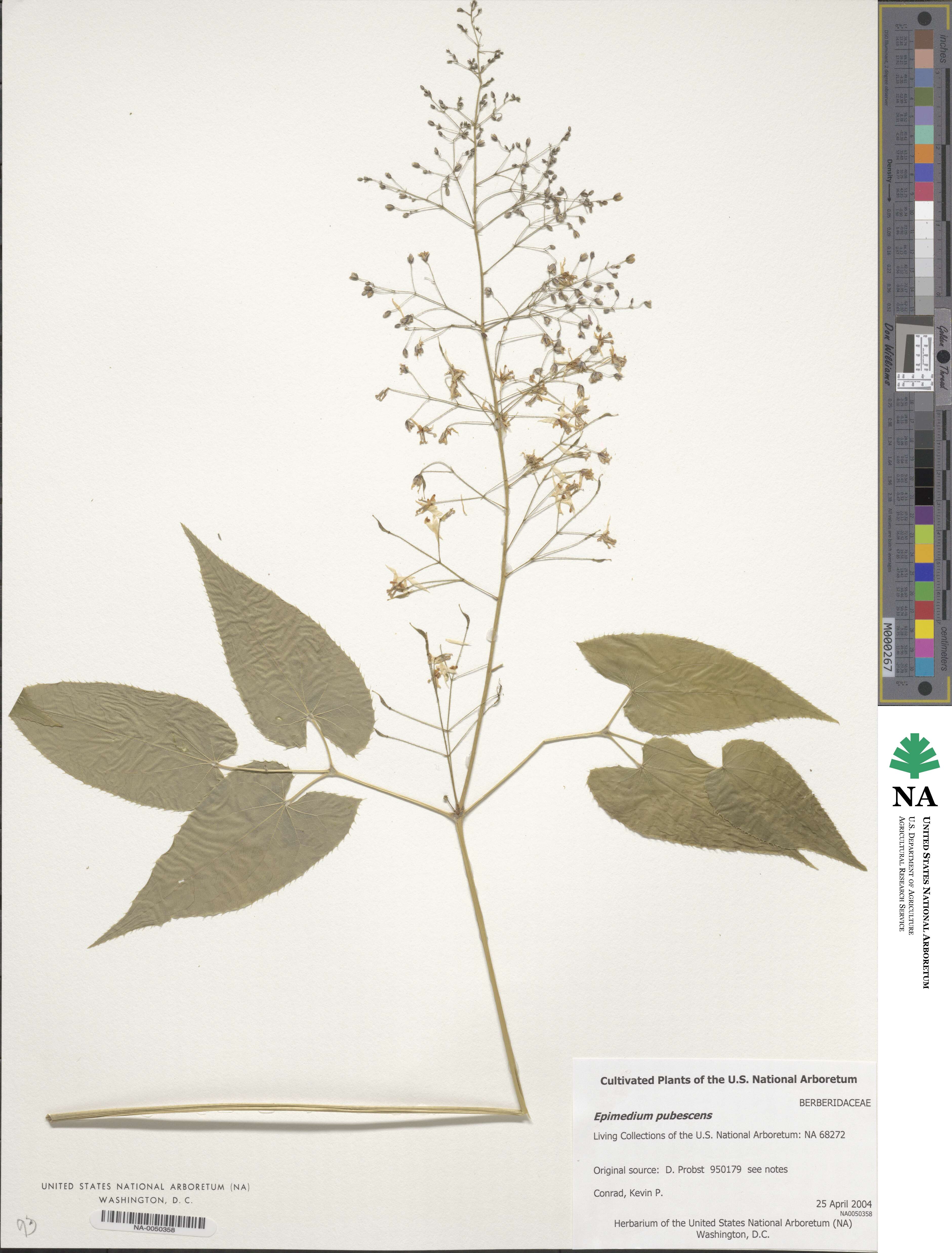 Epimedium pubescens image