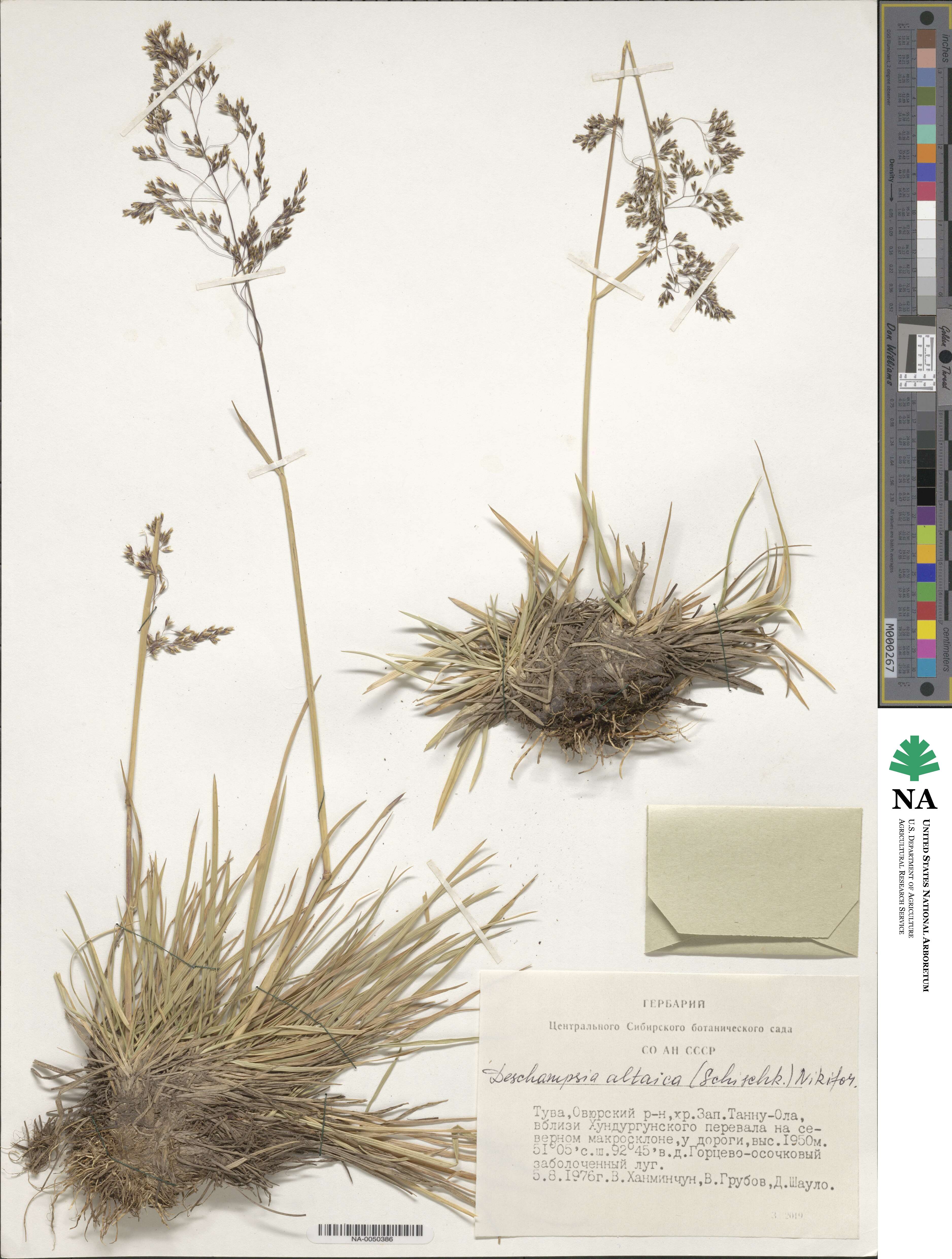 Deschampsia cespitosa subsp. cespitosa image