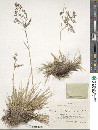 Deschampsia cespitosa subsp. cespitosa image