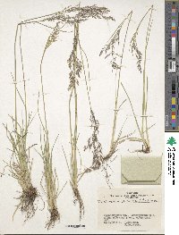 Deschampsia cespitosa image