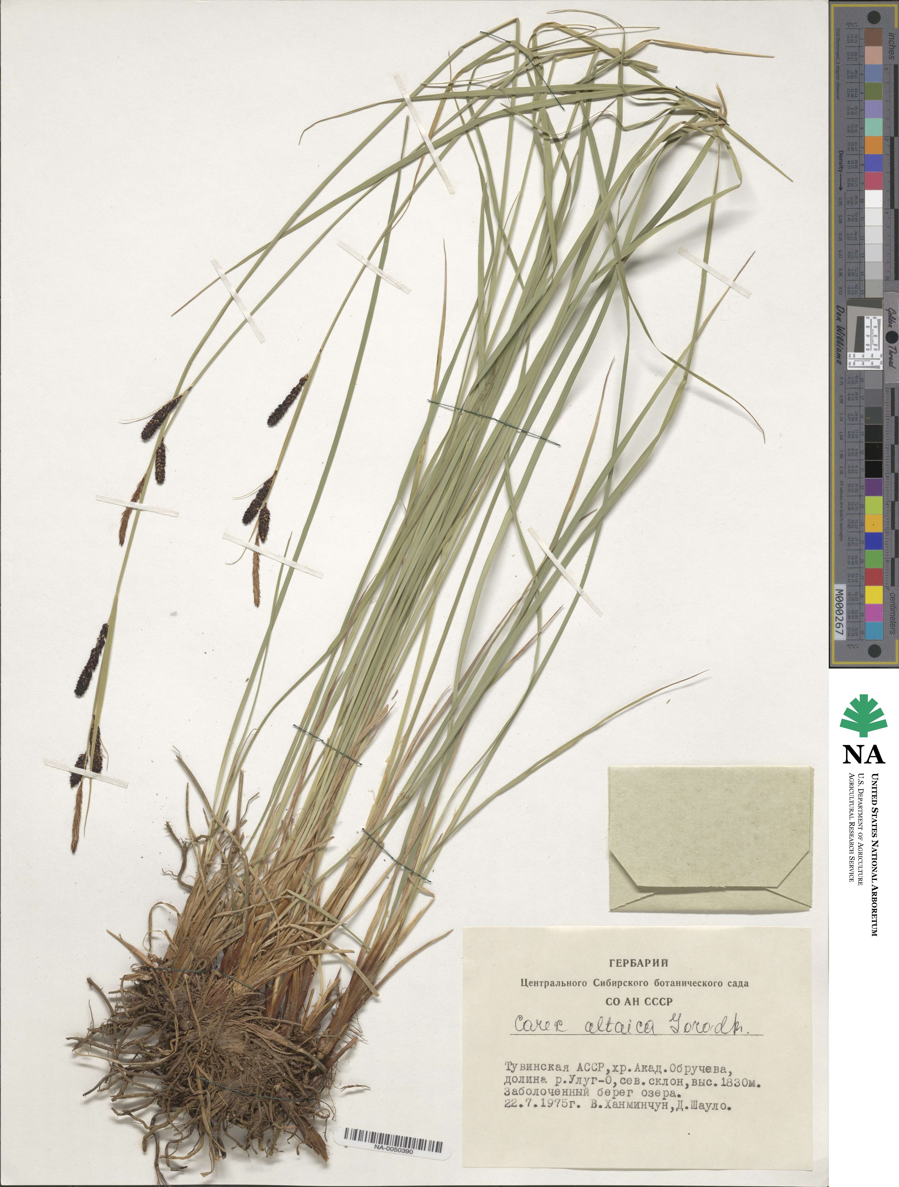 Carex altaica image