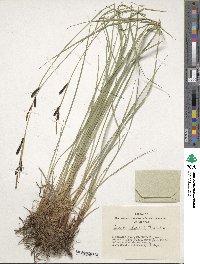 Carex altaica image