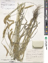 Setaria pumila image