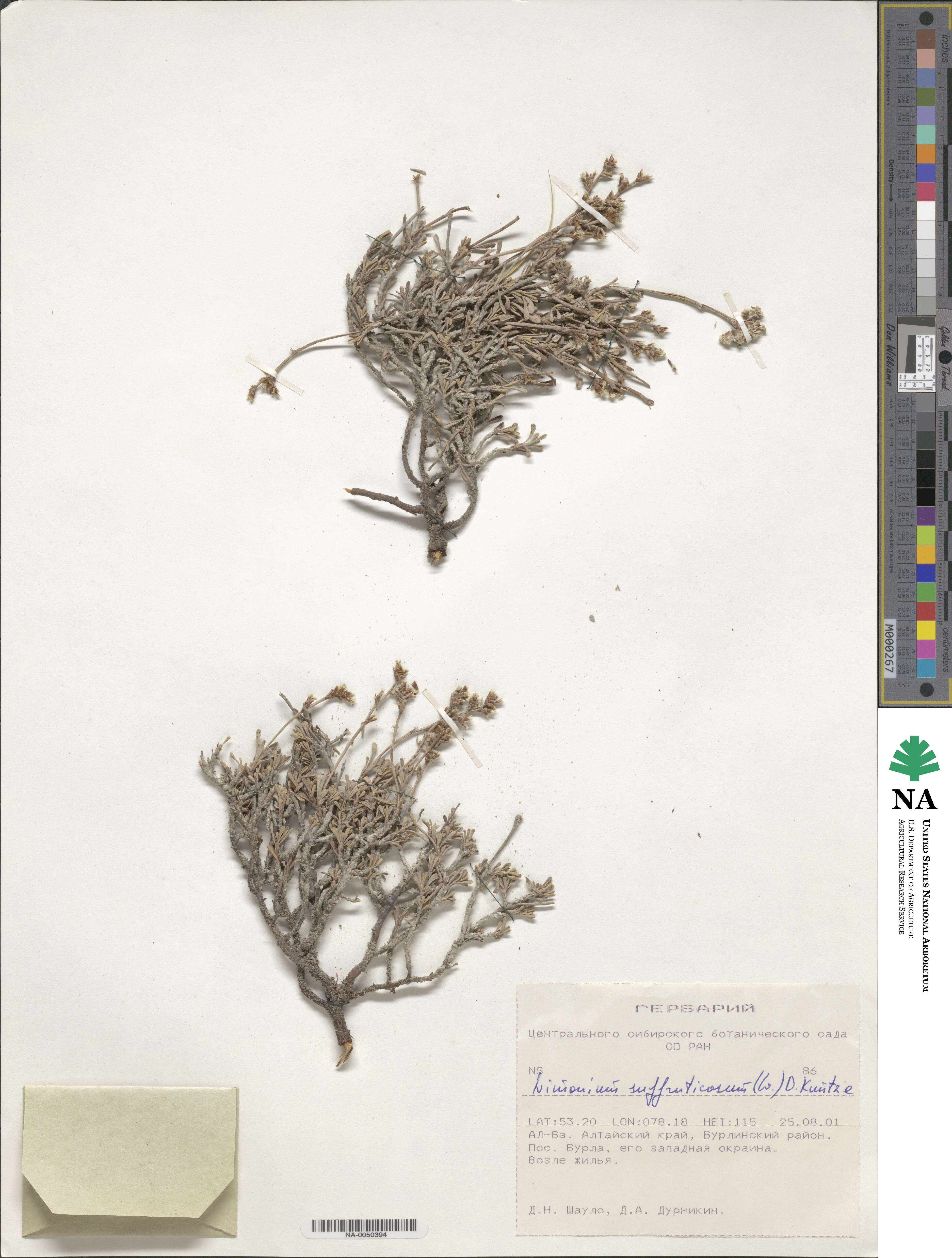 Limonium suffruticosum image