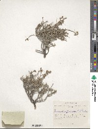 Limonium suffruticosum image