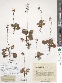 Pyrola minor image