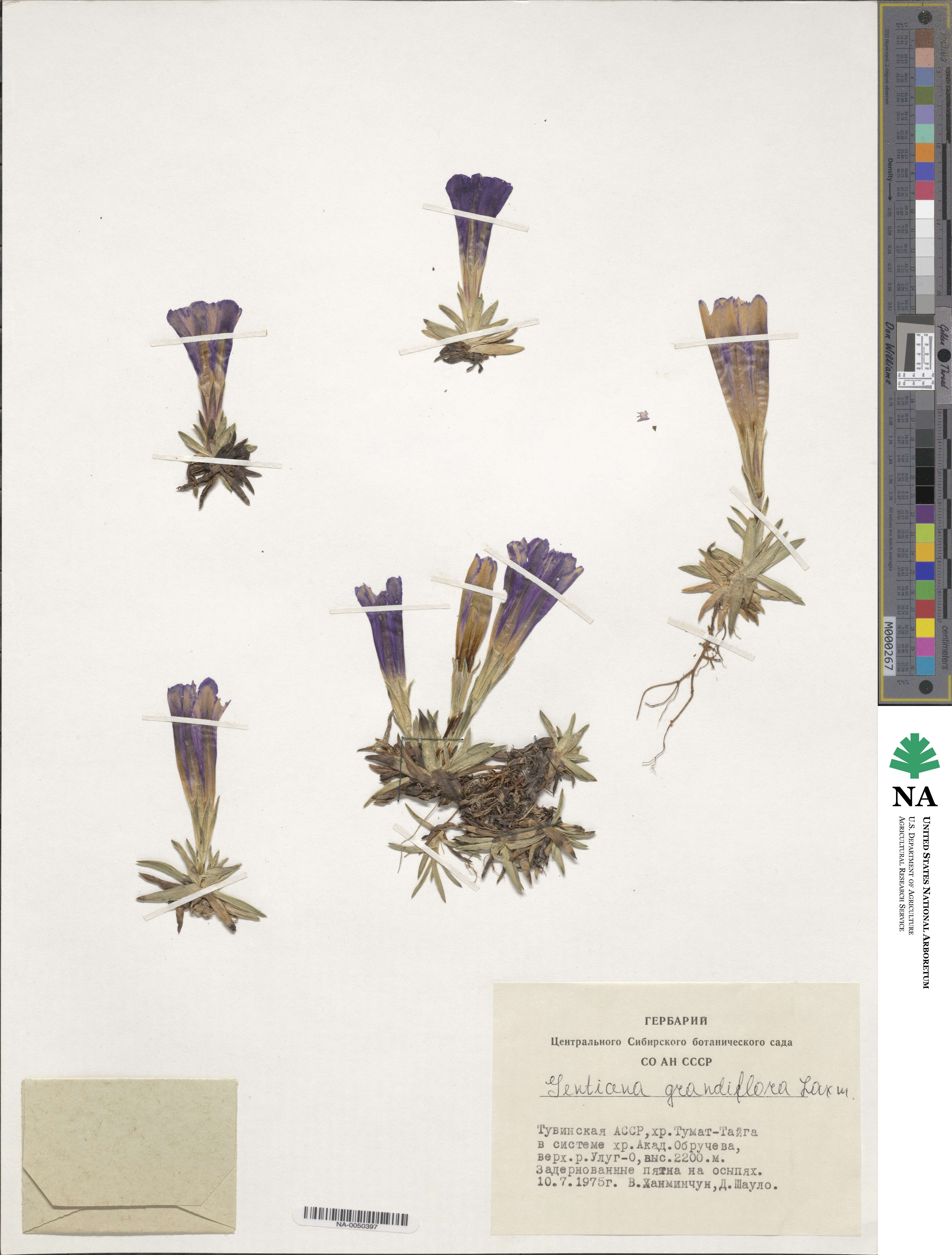 Gentiana grandiflora image