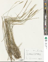 Agropyron desertorum image