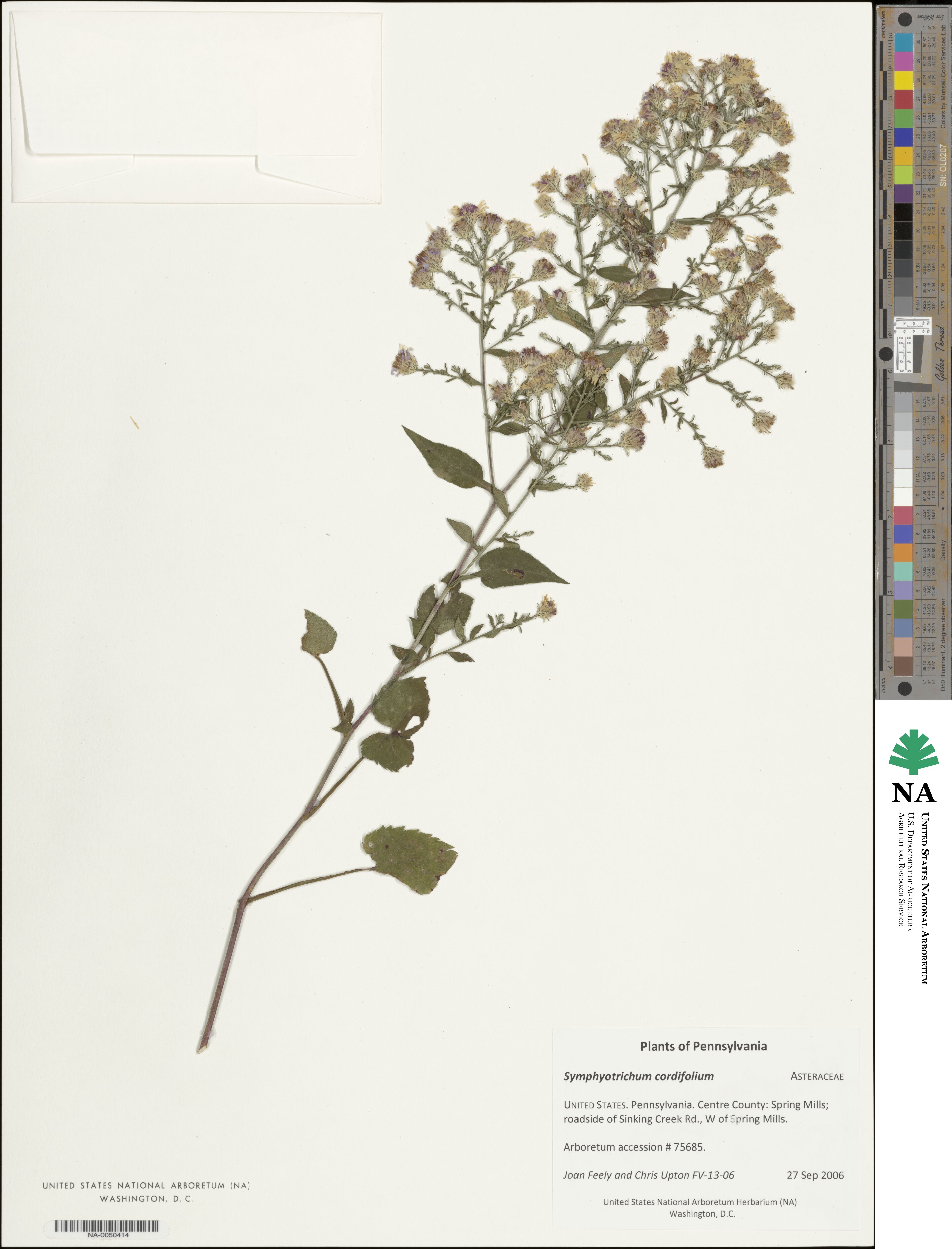 Symphyotrichum cordifolium image