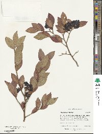 Vaccinium corymbosum image