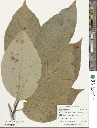 Magnolia acuminata image